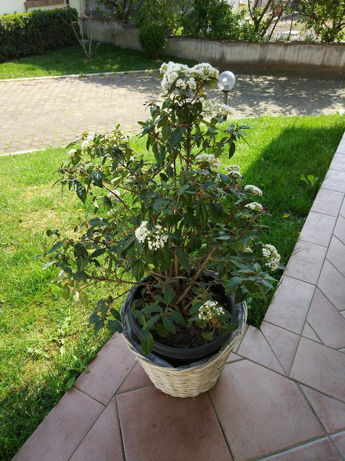 Marinella B&B Cornale Екстериор снимка